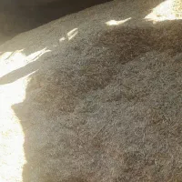 کاه خرمن کوب تمیز