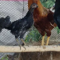 خروس محلی|حیوانات مزرعه|سرپل ذهاب, |دیوار