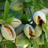 نهال بادام دیرگل خوشه ای