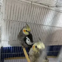 عروس هلندی