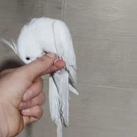 3عدد عروس هلندی البینو|پرنده|کرج, حصارک پایین|دیوار