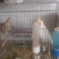 گم شدن جفت طوطی عروس هلندی