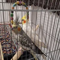 عروس هلندی مولد