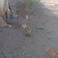 سگ پاکوتا|سگ|رفسنجان, |دیوار