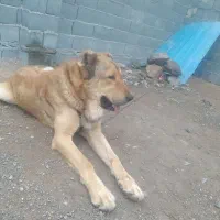 سگ ۱.۵|سگ|اهر, |دیوار