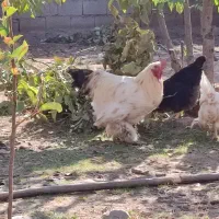 خروس ترکیبی براهما و امپراتور