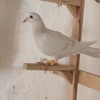 ماده مینا پاکستانی