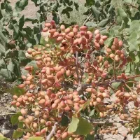 زمین باغی کشاورزی