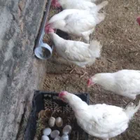 مرغ تخم گذار