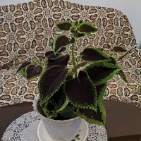 گل حسن یوسف زیبا پهن‌برگ|گل و گیاه طبیعی|کرمانشاه, |دیوار