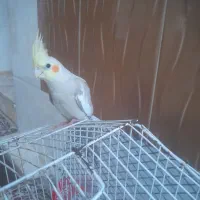 عروس هلندی ماده