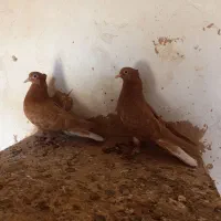 جوجه زرد دمپاک