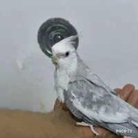 عروس هلندی|پرنده|شیراز, شاپورجان|دیوار