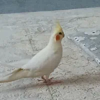 پرنده|پرنده|قم, شهر قائم|دیوار