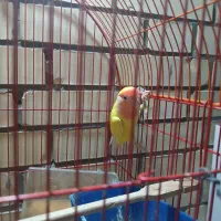 کوتوله برزیلی|پرنده|شاهین‌شهر, شهرک پردیس|دیوار