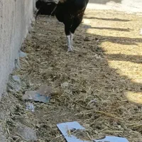 ۲۶۰۰۰۰۰۰خروس لاری