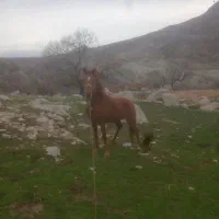 اسب