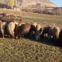 گوسفند آبستن|حیوانات مزرعه|مریوان, |دیوار