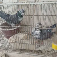 کبوترکاشونی