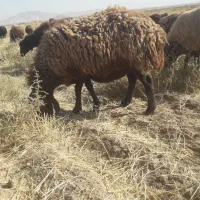 میش داشتی|حیوانات مزرعه|جلگه رخ, |دیوار