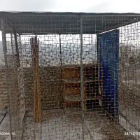 قفس کبوتر مرغ خروس وسگ|لوازم جانبی حیوانات|بومهن, |دیوار