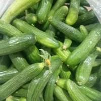 خیار تازه مزرعه قیمت مناسب