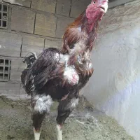 خروس لاری اصیل