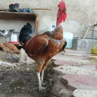 فروش خروس و مرغ محلی مثبت فیلم