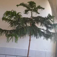 گل زیبا|گل و گیاه طبیعی|مبارکه, |دیوار