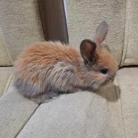 بچه خرگوش های لوپ|موش و خرگوش|قم, جهان بینی|دیوار