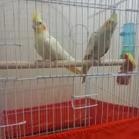 دوعدد عروس هلندی