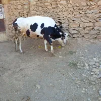 گاوسمیتال‌دوشکم‌زایده‌هشت‌ماه‌ابستن