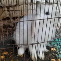 خرگوش پشمالو|موش و خرگوش|تربت‌حیدریه, ده پائین|دیوار