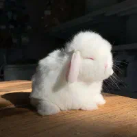 خرگوش خرسی خارجی کمیاب|موش و خرگوش|دزفول, |دیوار