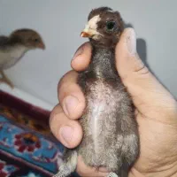 2عدد جوجه لاری بیست روزه