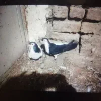 کبوتر رنگه جفتگاه پرشی|پرنده|چناران, |دیوار