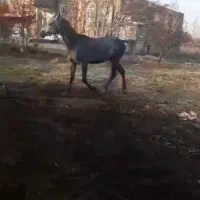 اسب اخته اصل کوردی ۷ساله|اسب و تجهیزات اسب‌سواری|سیلوانه, |دیوار