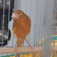 قناری  ماده