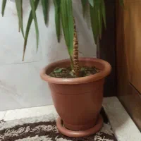 گل یوکا بزرگ و سرزنده همراه گلدان
