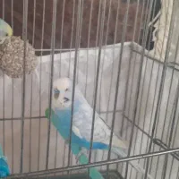 مرغ عشق نر اماده