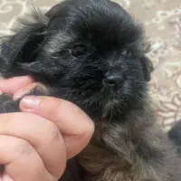 واگزاری سگ شیتزو|سگ|رشت, احمد گوراب|دیوار