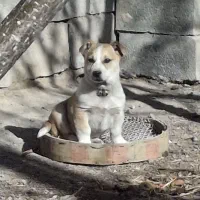 توله چهار ماهه پاکوتا