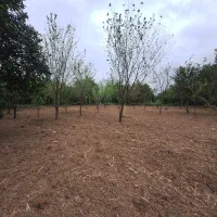 فروش زمین ۸۵۰ متری بابل روستای کشتلی میدان سر|فروش زمین و ملک کلنگی|گتاب, |دیوار