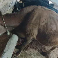 گاو گوشتی گوساله نر|حیوانات مزرعه|نقده, |دیوار