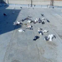 ۳۵ عدد کبوتر خوب