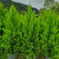 لاوسون یاس شمشاد پالم مورت در انواع سایز موجود