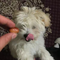 سگ .شیتزو تریر .خانگی|سگ|یزد, |دیوار