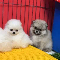 توله سگ پامرانین خرسی ۲|سگ|مشهد, الهیه|دیوار