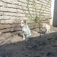 پاپی چش آبی