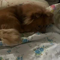 پامر روباهی واگذاری نیس|سگ|تهران, آهنگ|دیوار